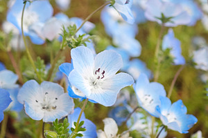 Close up of delicate Baby blue eyes flowers blooming, a Photo by salmon.black