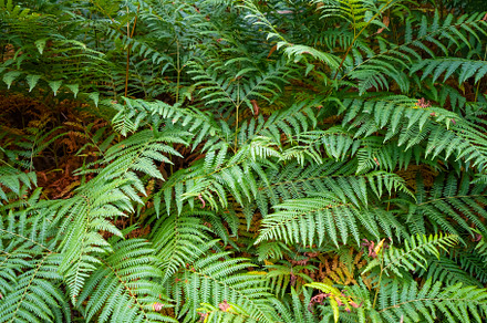 Fern leaves in a forest, a Nature Photo by GoodGoods