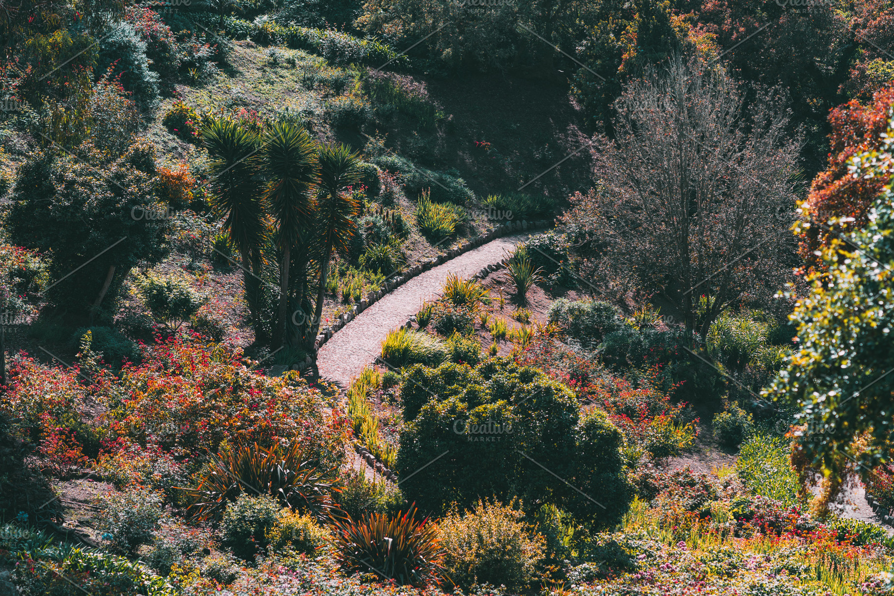 Curved garden path with foliage, a Nature Photo by SkyNext
