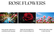 Rose Flower Stock Image, Valentine's, a Nature Photo by BrushstrokeArtGB (Thumbnail 2 of 5)
