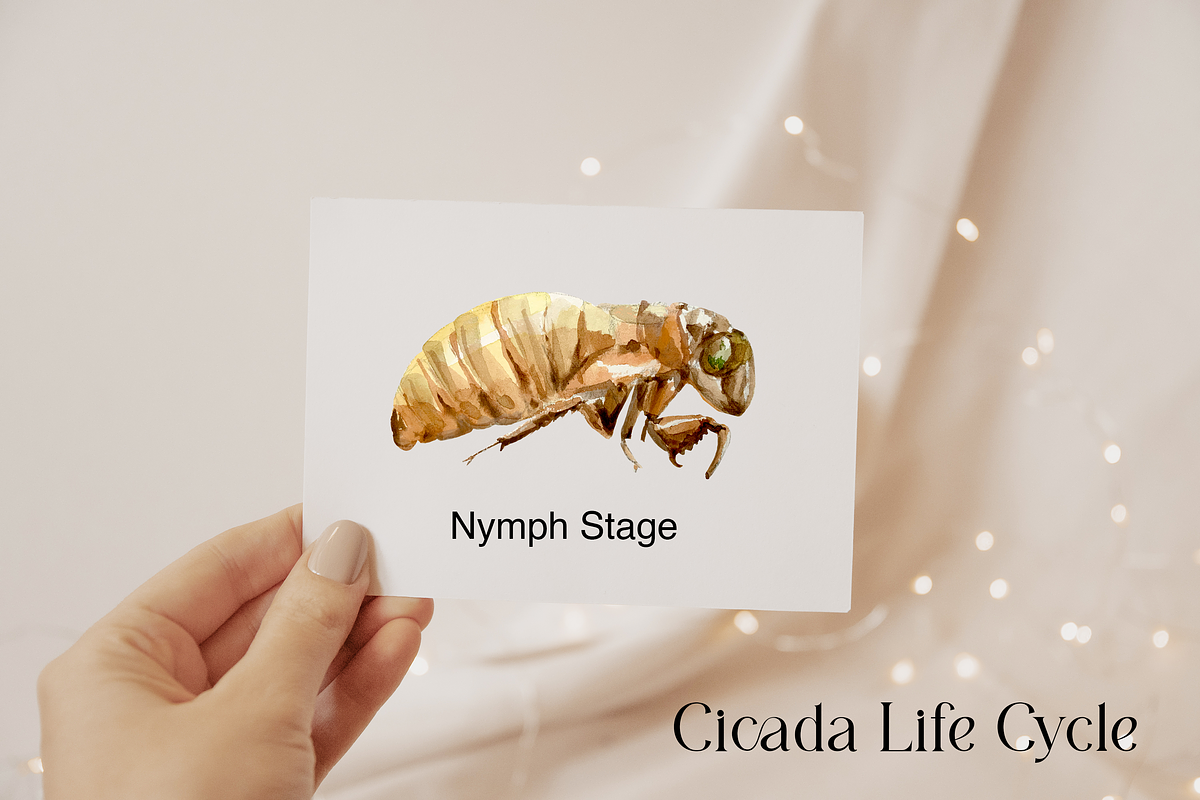 Cicada Life Cycle Clip Arts & Prints, an Education Illustration by Tati Bordiu (Photo 2 of 4)