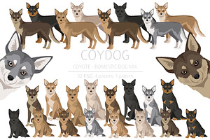 Coydog. Coyote - Domestic dog mix