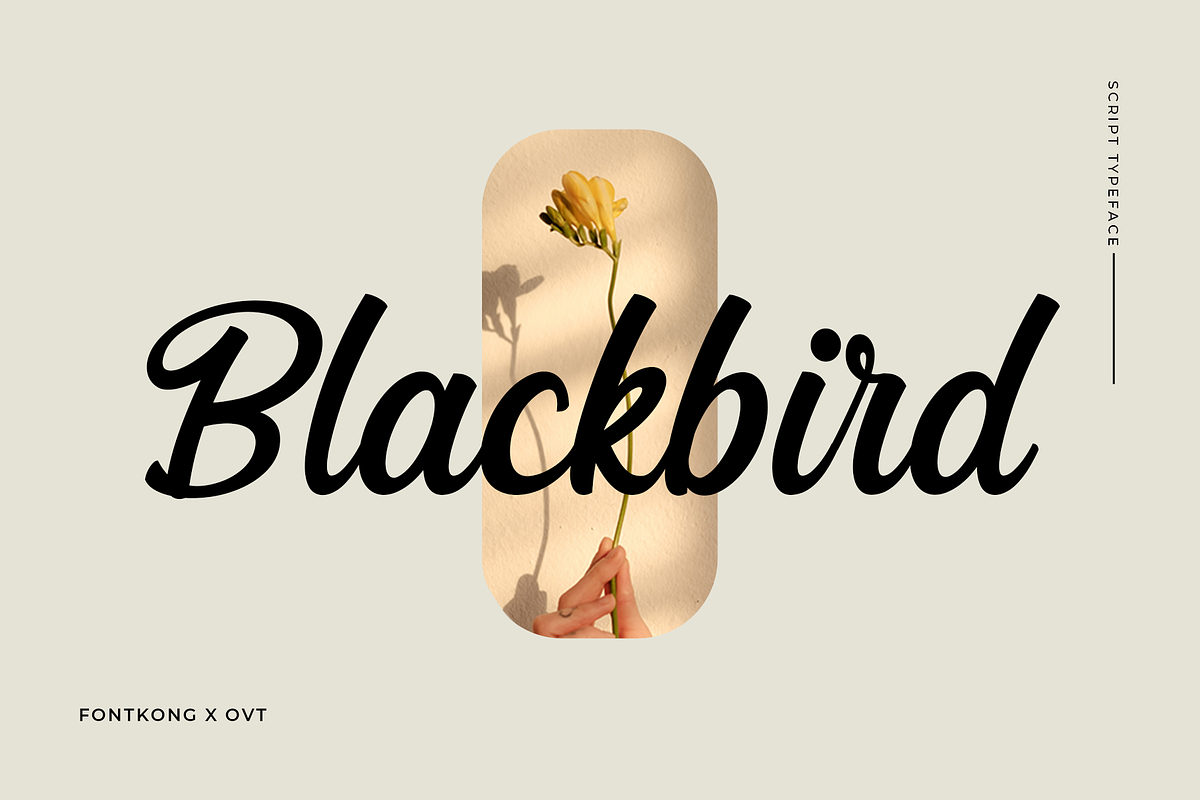 Blackbird - Script Typeface, a Script Font by overlaytemplates (Photo 1 of 7)