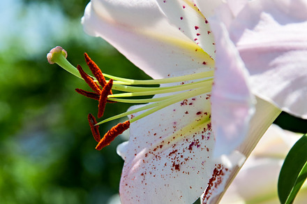 Lily, a Background Photo by Benjaminlion