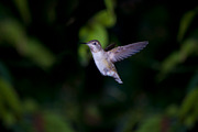 Hummingbird Stock Bundle, an Animal Photo by r.r.palacios (Thumbnail 2 of 7)