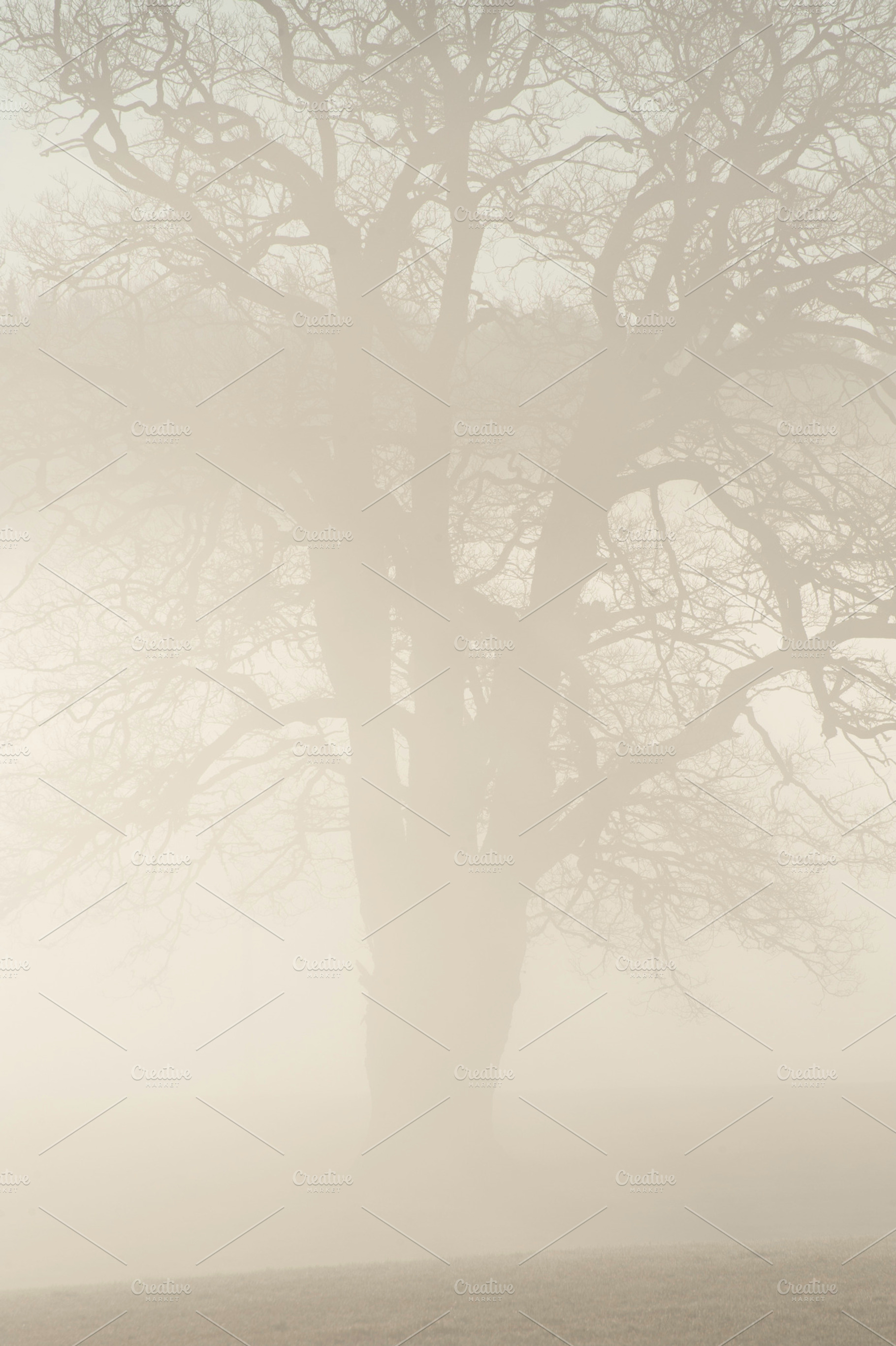 Tree In Mist