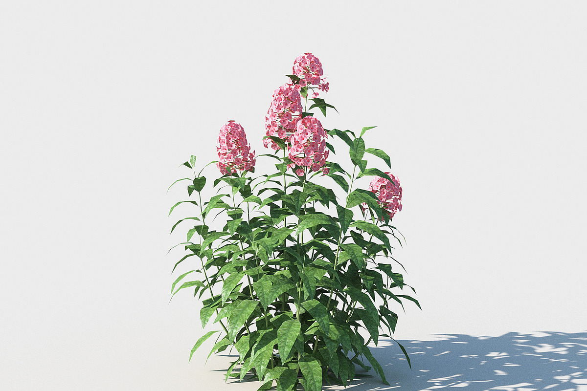 Phlox, an Environmental 3D Model by happy brush (Photo 1 of 6)