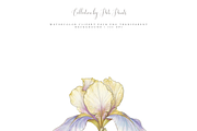 Vintage Floral Songbirds Clipart Set, a Decorative Illustration by Pati Paints (Thumbnail 9 of 11)