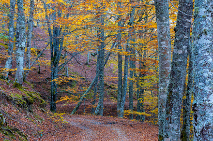 Beech forest on the way to the Vegabaño mountain refuge in Soto de Sajambre, P