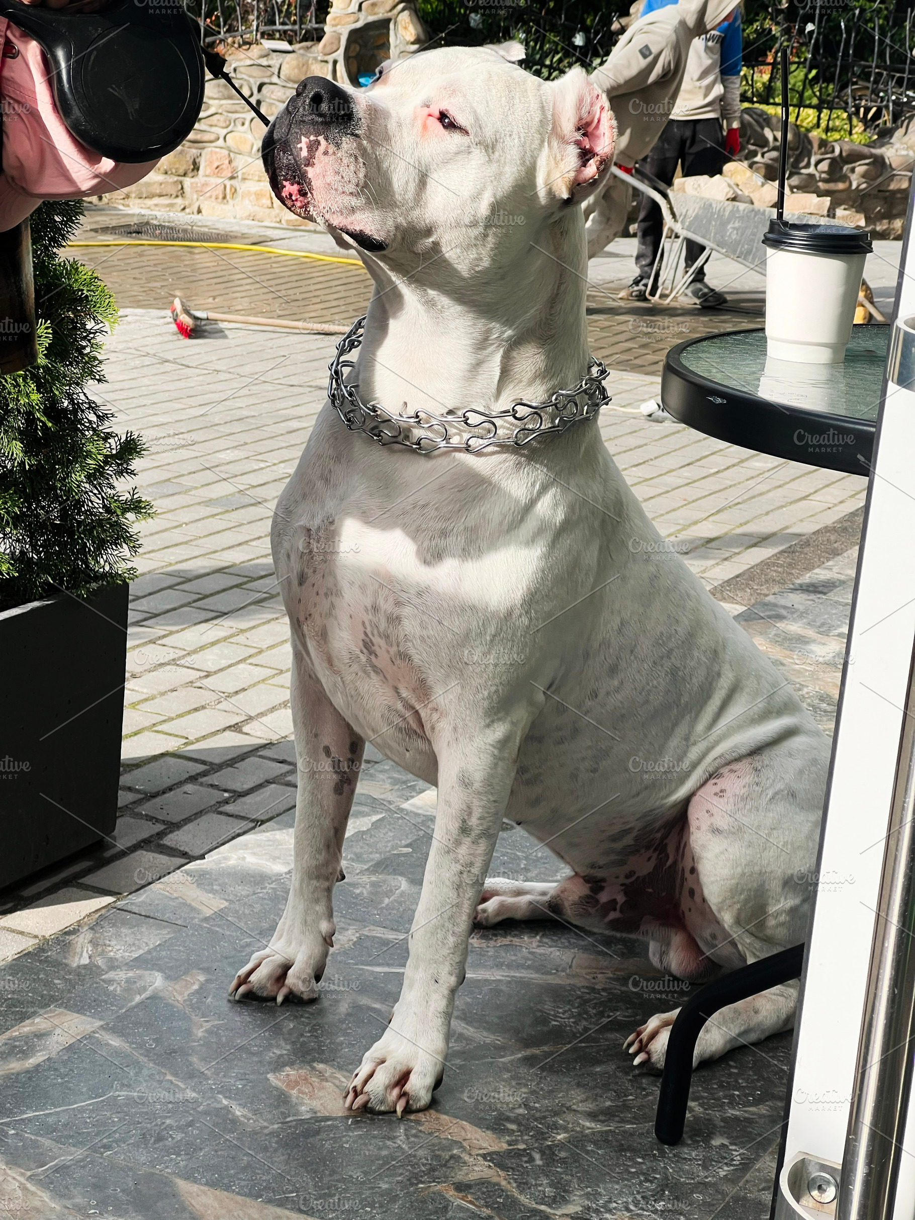 Large white dog wearing chain collar sitting on a patio in sunlight, a Photo by AS photostudio
