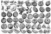 Hand drawn Watermelon, a Food Illustration by Elena Mykhailenko (Thumbnail 4 of 4)