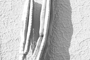 High Contrast B&W Cactus Portrait