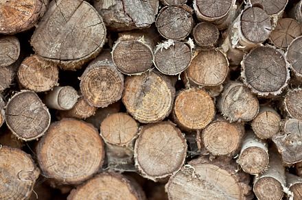 Pile of trunks