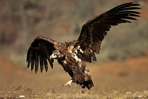 Cinereous vulture with open wings