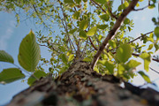 98 Trees view from below, a Nature Photo by Handmadefont (Thumbnail 42 of 98)