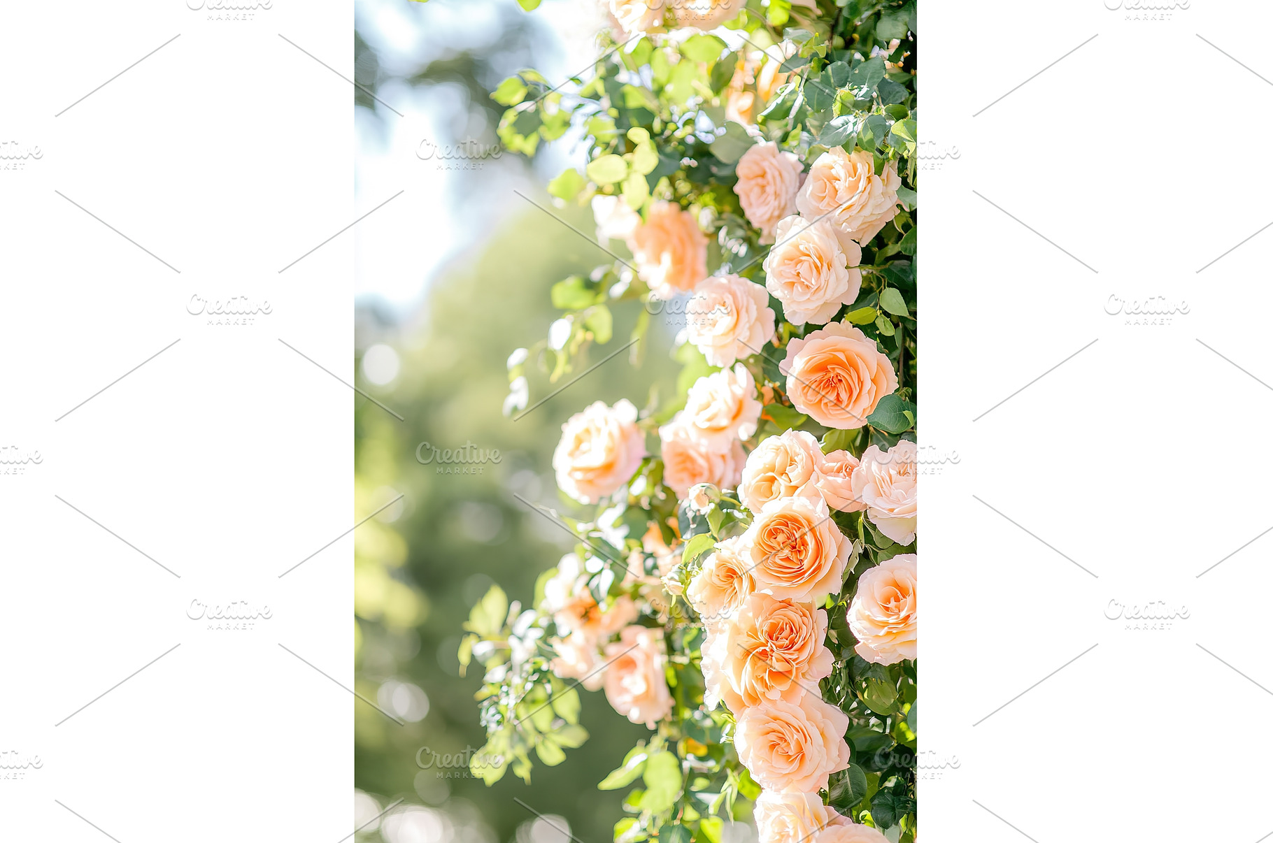 Blooming peach roses in sunlit, a Nature Photo by Lermont51