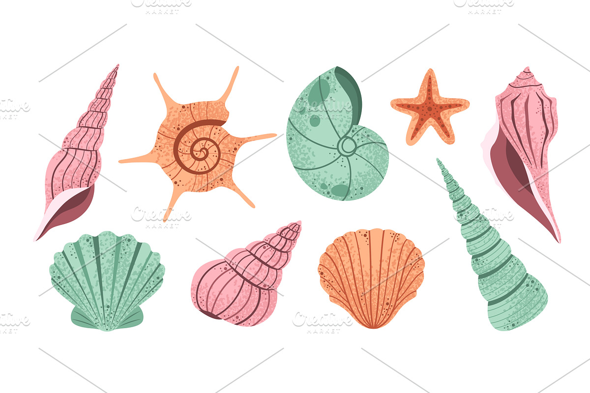 Hand drawn seashell. Sea shells, an Animal Illustration by winwin.art