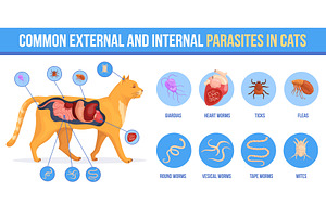 Cat parasites. Kitten skin, an Animal Illustration by Stock-Smart-Start