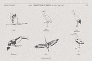 Birds of Various Species, an Animal Illustration by TheMountBirdStudio (Thumbnail 4 of 6)