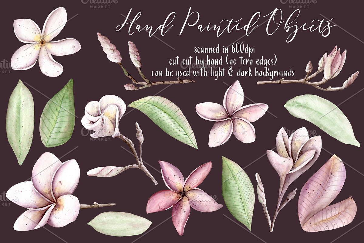 Frangipani Floral Watercolor Clipart, a Decorative Illustration by Sha1nee (Photo 2 of 5)
