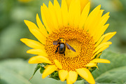 Bee on Sunflower – Bright Yellow Sum, a Nature Photo by Silent Nature (Thumbnail 3 of 5)