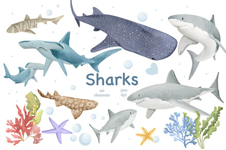 Watercolor Species Sharks Clipart, an Animal Illustration by ArtGiftsStudio