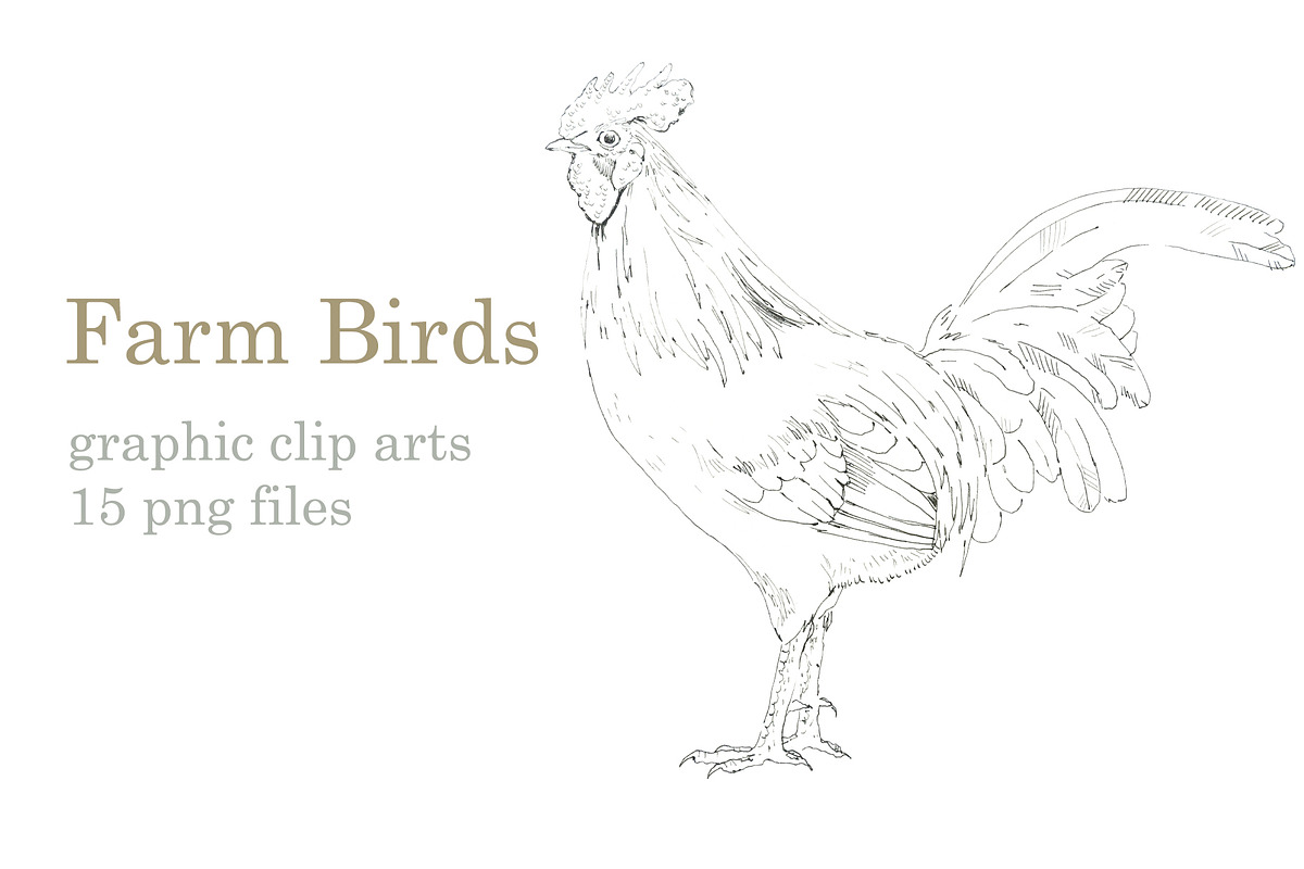 Graphic Farm Birds, an Object Graphic by Budogoshch (Photo 1 of 4)