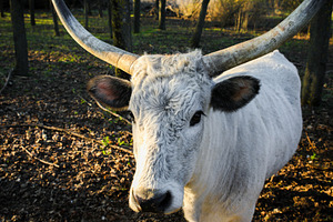 White bull with prominent curved horns standing in a forest clea, an Animal Photo by Ales Munt