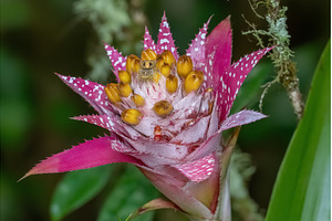 Delicate red blossom in a natural, a Nature Photo by ZinetroN