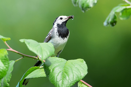 The white wagtail (Motacilla alba), an Animal Photo by AlexBush