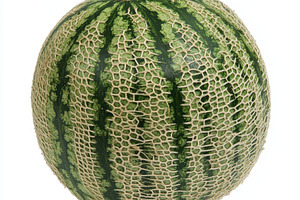 Green melon isolated on white backgr, a Food & Drink Photo by Pixeness Studio