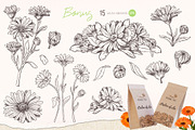 Solar Calendula. Watercolor set, an Illustration by Tata Pilip (Thumbnail 7 of 7)