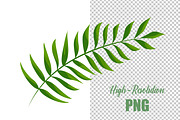 Leaves, a Decorative Illustration by Digital Studio (Thumbnail 7 of 7)