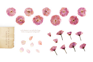 Herbarium Vol. 1: Cherry Blossoms