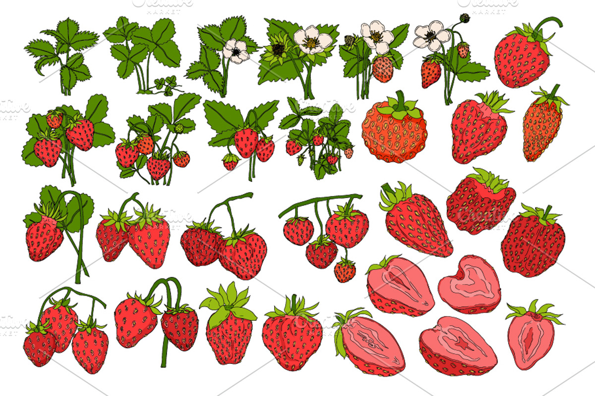 Strawberry, a Food Illustration by Elena Mykhailenko (Photo 3 of 4)