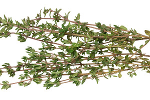 Fresh sprig of thyme on isolated background, close up, a Food & Drink Photo by ndanko