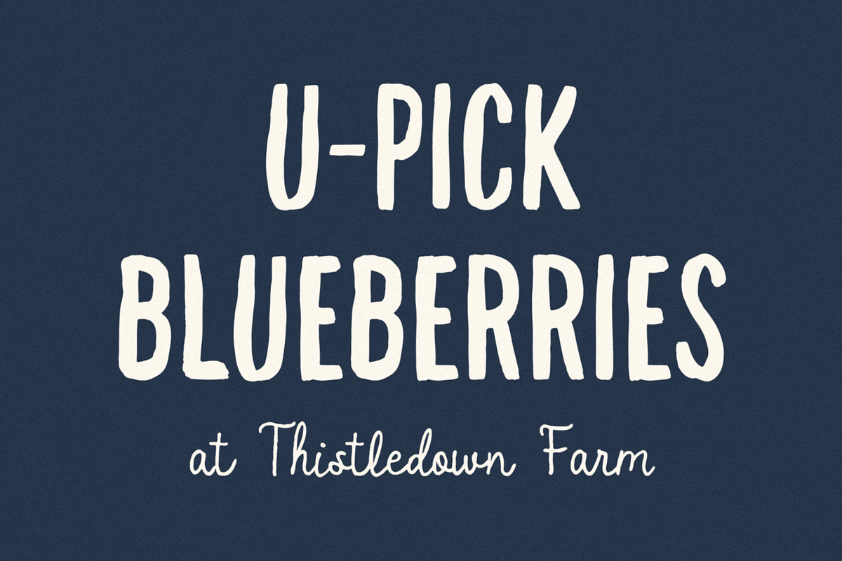 Wild Blue, a Script Font by Bruised Goods (Photo 5 of 12)