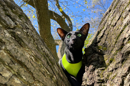 Black cat on tree, an Animal Photo by Vapi