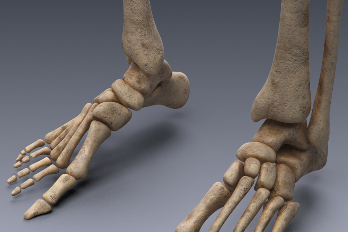 Human skeleton rigged, a Characters & Person 3D Model by konstantin.ermolaev (Photo 8 of 27)