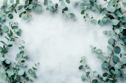 Eucalyptus branches on a pastel gray, a Photo by Pavel_design