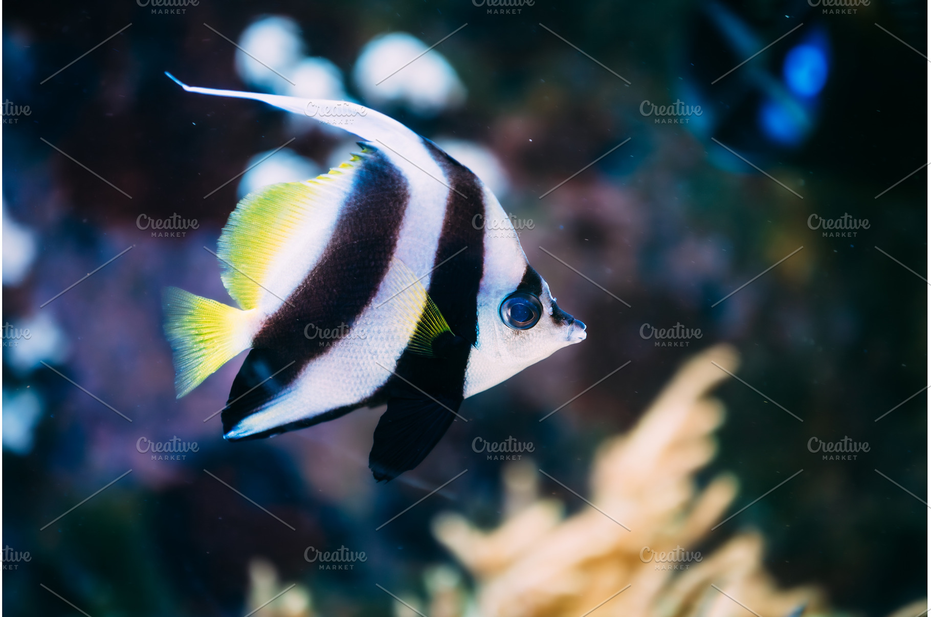 Colorful sea fish in aquarium, an Animal Photo by Our Amazing World