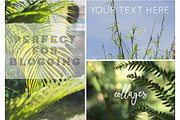 GREEN TROPICAL PLANTS, a Nature Photo by Beach Babe Stock (Thumbnail 5 of 6)