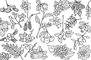 Vector berries, an Illustration by risovanya (Thumbnail 4 of 9)
