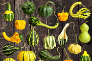 Pumpkins & Gourds - 33 Realistic, an Object Graphic by Turning Moss (Thumbnail 6 of 6)