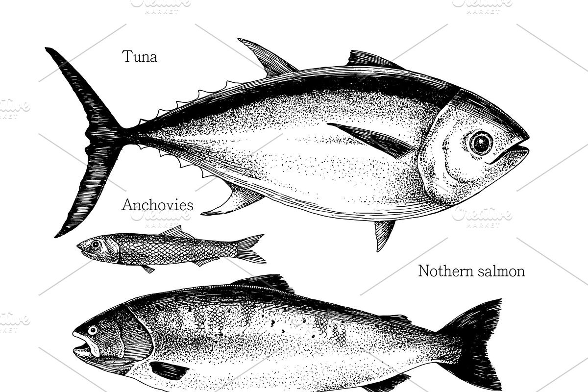 Most popular edible sea fishes, a Food Illustration by handsketched (Photo 8 of 14)