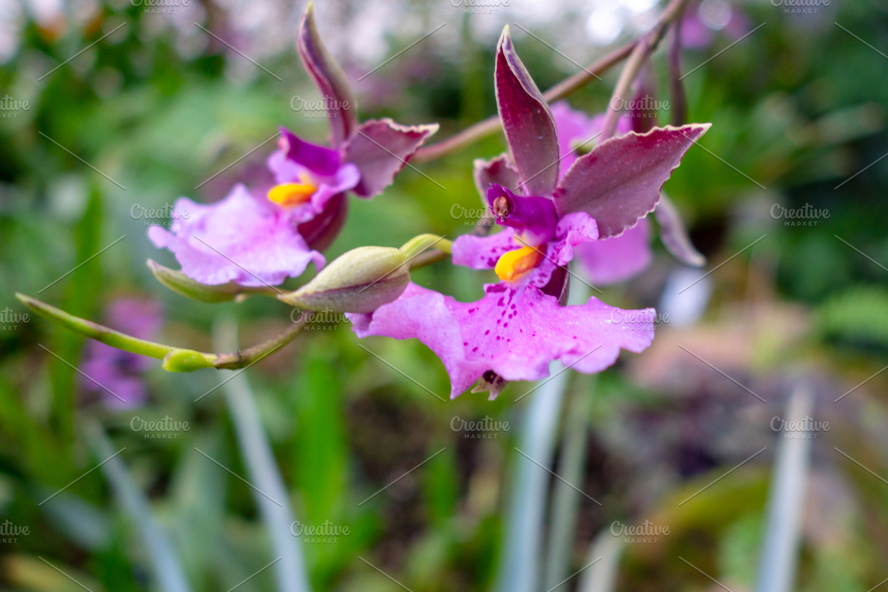 Delicate purple Oncidium orchids with yellow accents in lush tro, a Nature Photo by GoodGoods