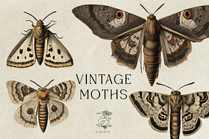Vintage Moths