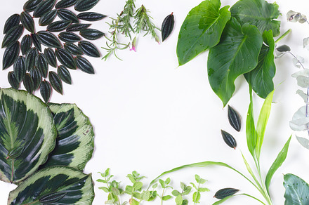 Fresh green leaves stock photo containing flowers and nature, a Nature Photo by Neirfy