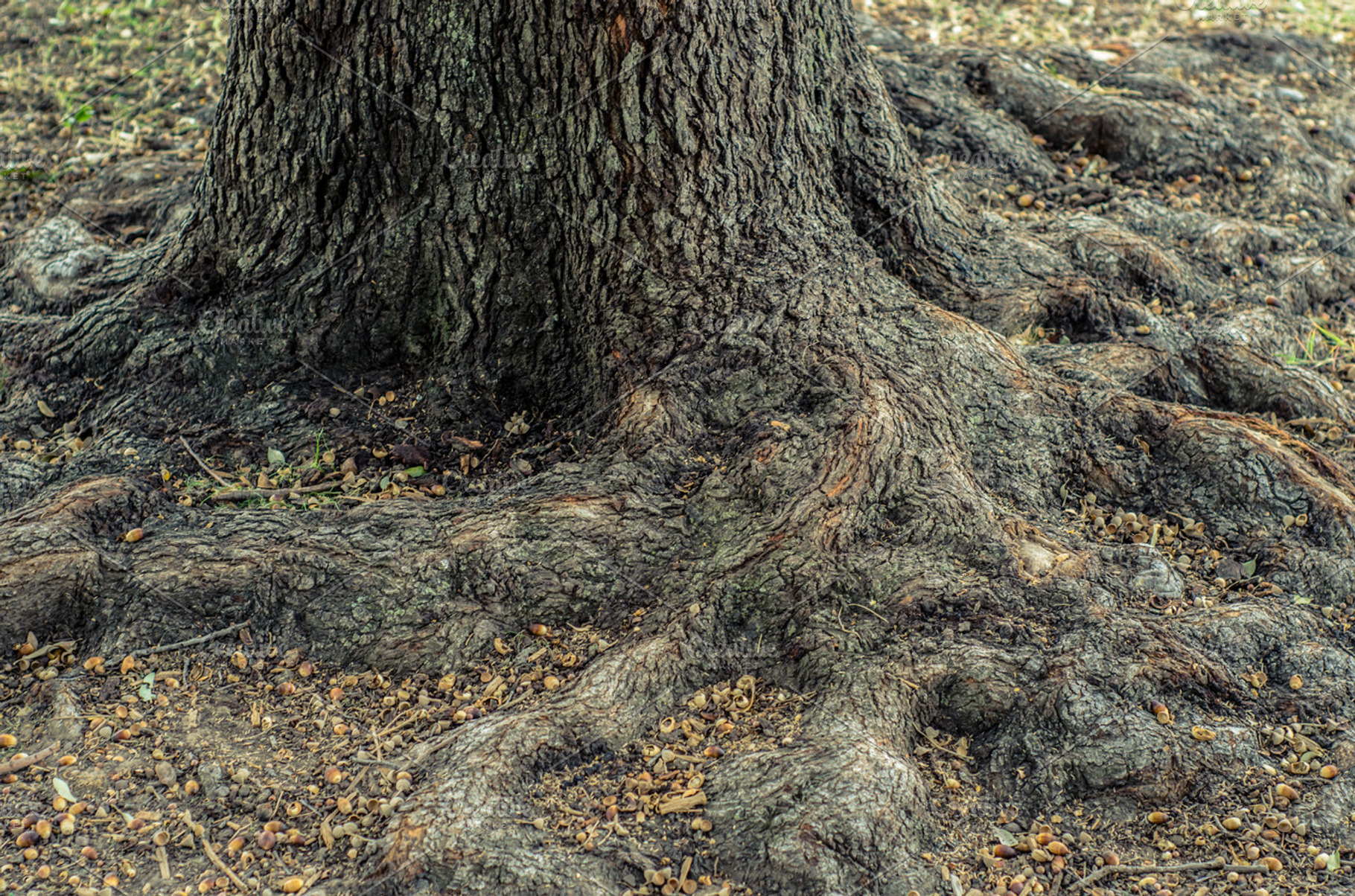 Tree Roots Featuring Tree Roots And Interesting