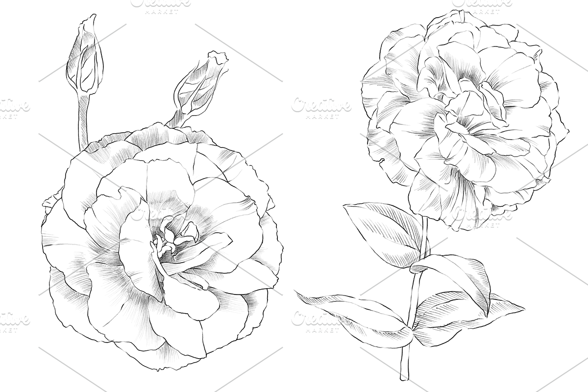 Lisianthus Floral Set, an Object Graphic by VictoriaKStudio (Photo 3 of 5)